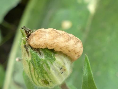 Hadena bicruris